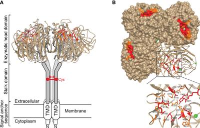 Influenza Neuraminidase Characteristics and Potential as a Vaccine Target